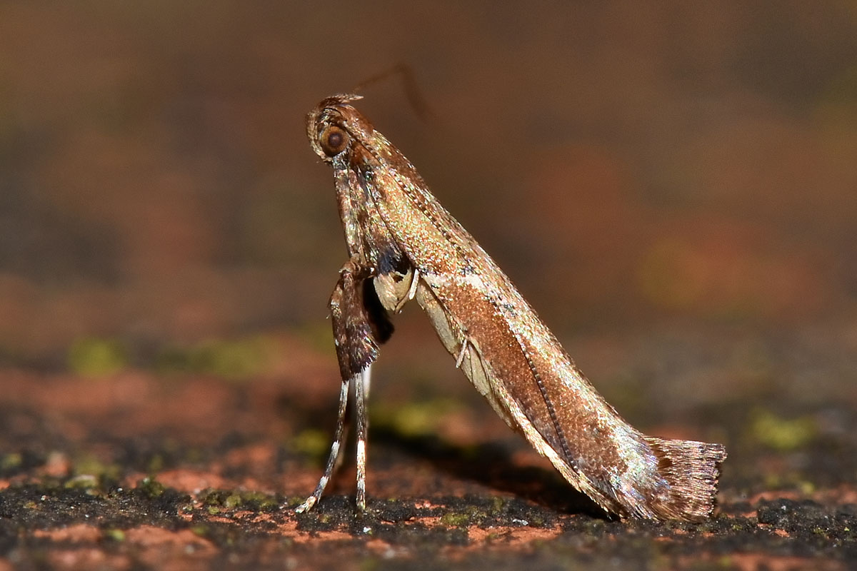 Gracillariidae: Caloptilia sp? (cfr) semifascia/jurateae